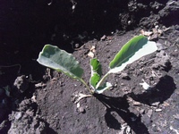 Выращивание капусты белокочанной — посадка и уход