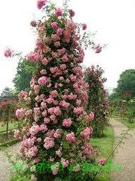 Украшение сада — плетистые розы. Рекомендуемые сорта и особенности выращивания