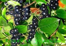 Арония черноплодная, лечебные свойства ягоды.