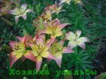 Петуния уход, выращивание, полив, посадка в домашних условиях Как вырастить рассаду петунии в домашних условиях Цветок в
