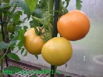 Новые сорта томатов на 2016 год. Самые лучшие и урожайные, для теплиц и открытого грунта, для Подмосковья и Сибири