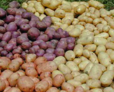 Сорта картофеля фото и описание.