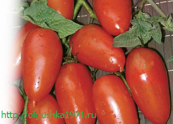 Самые урожайные сорта томатов для теплиц.