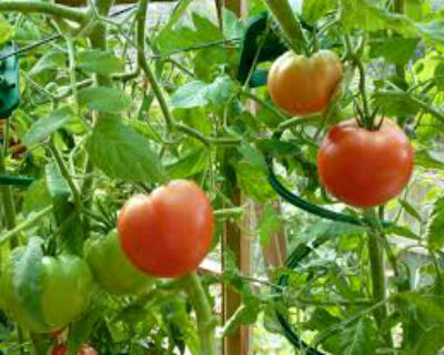 Как обрезать помидоры в теплице — советы огородникам