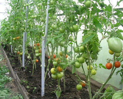 Когда и как обрывать нижние листья у томатов в теплице — схема обрезки
