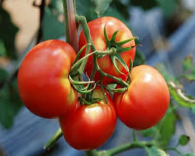 Как поливать помидоры в теплице осенью
