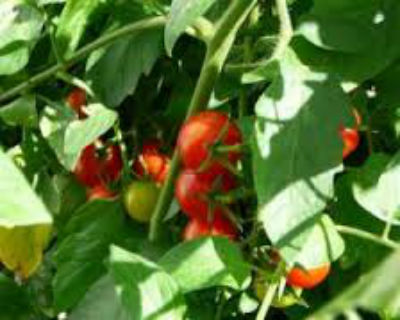 Что влияет на скорость созревания томатов в теплице