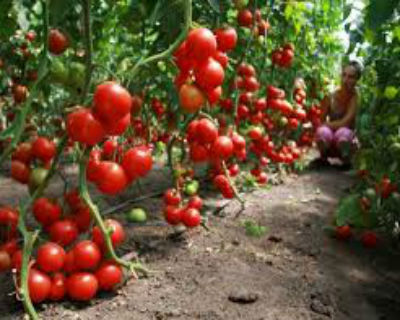 Сорта помидоров для теплицы из поликарбоната — подбираем лучшие