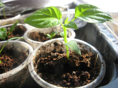 Выращивание перца в открытом грунте, как вырастить перец