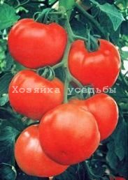 Лучшие сорта томатов для открытого грунта в Сибири.