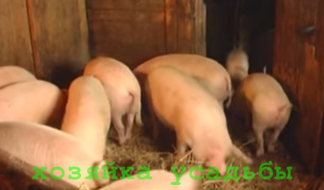 Разведение свиней в домашних условиях, случка и опорос.