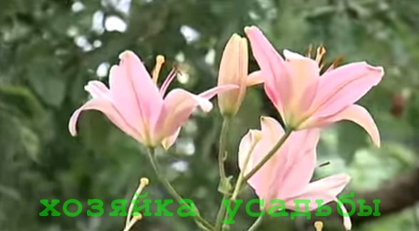 Лилии -посадка и уход в открытом грунте, размножение