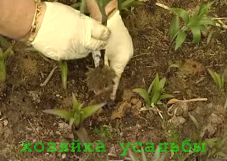 Лилии -посадка и уход в открытом грунте, размножение