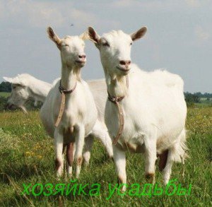 Молочные породы коз для домашнего хозяйства.