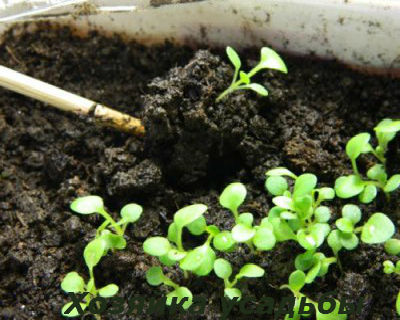 Выращивание петунии из семян в домашних условиях3