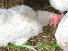 Хайсекс - порода кур высокой яйценоскости.