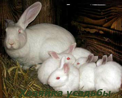 разведение кроликов в домашних условиях для начинающих