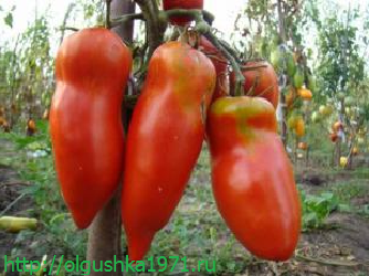 Новые сорта томатов на 2016 год, для теплиц и открытого грунта.