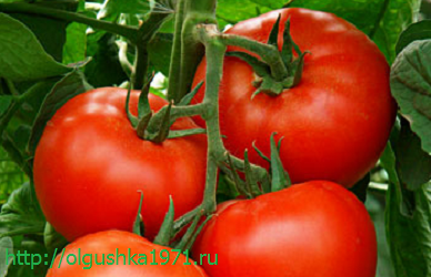 Новые сорта томатов на 2016 год, для теплиц и открытого грунта.