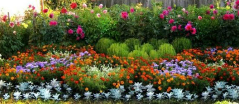 Какие бывают многолетние садовые цветы фото и названия