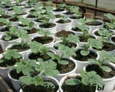 Выращивание рассады арбузов2