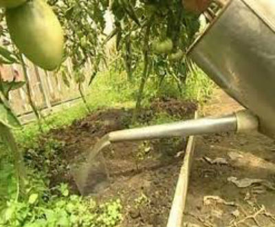 Правильный полив помидоров в теплице - как часто поливать