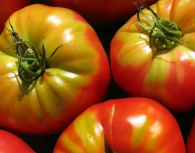  Почему не краснеют помидоры в теплице - как ускорить покраснение