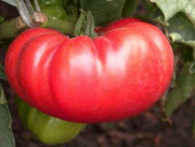 sorta-pomidorov-dlya-teplitsy-iz-polikarbonata2