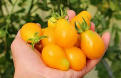 sorta-pomidorov-dlya-teplitsy-iz-polikarbonata3