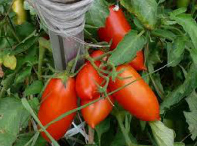 sorta-pomidorov-dlya-teplitsy-iz-polikarbonata7