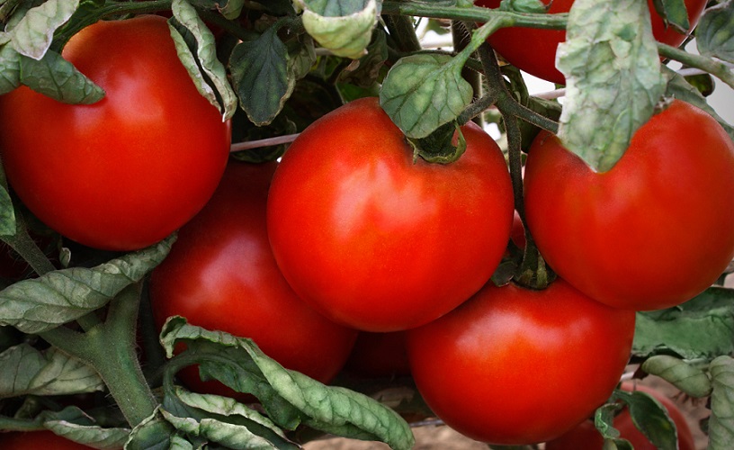 Особенности выращивания помидоров 