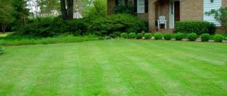Как правильно сажать газонную траву