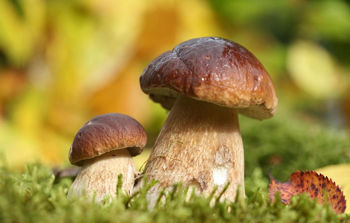 Способы, посадить лесные грибы на дачном участке и собрать урожай